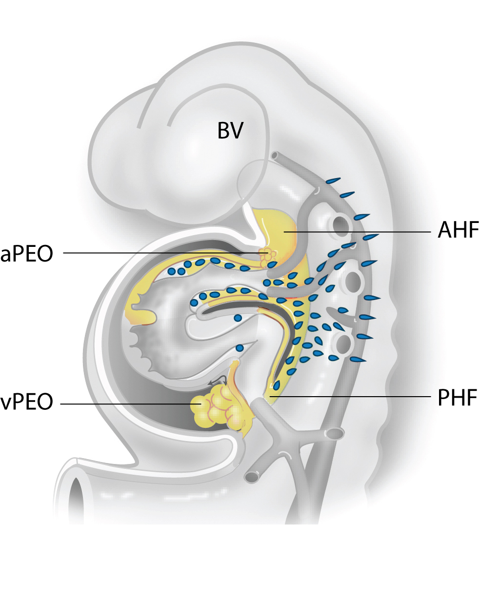 Leiden Drawing Second Heart Field Proepicardial Organ And Neural